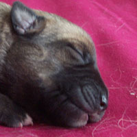 February, 2005 - puppy