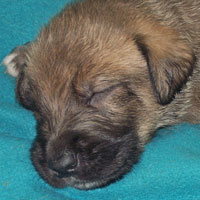 March, 2005 - puppy