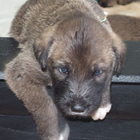 March, 2005 - puppy