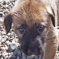 March, 2005 - puppy