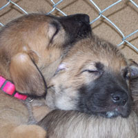 April, 2005 - Saoirse and puppy